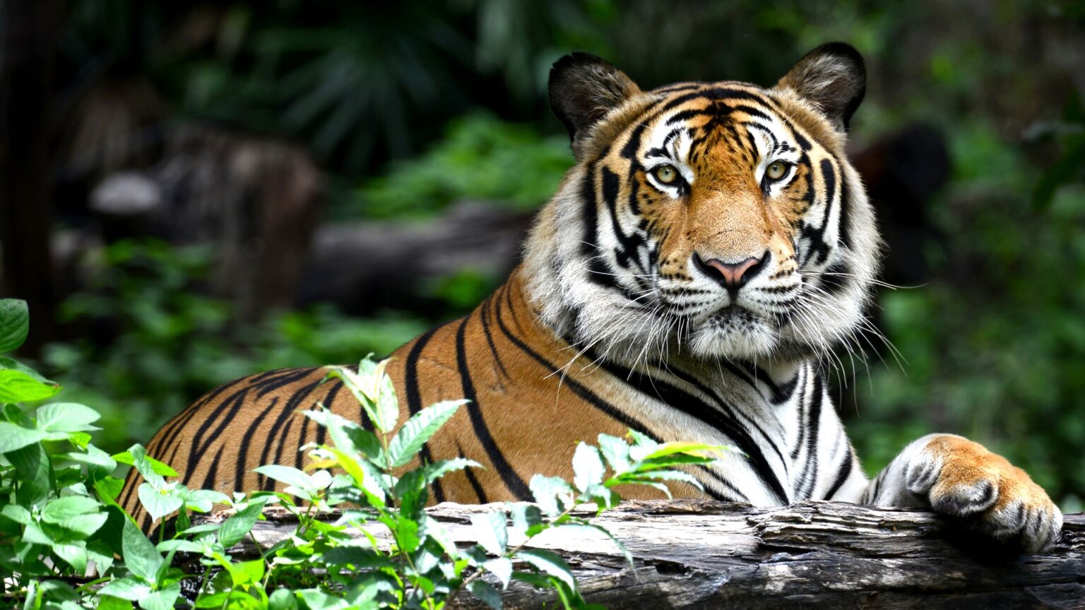 Tiger in Foliage