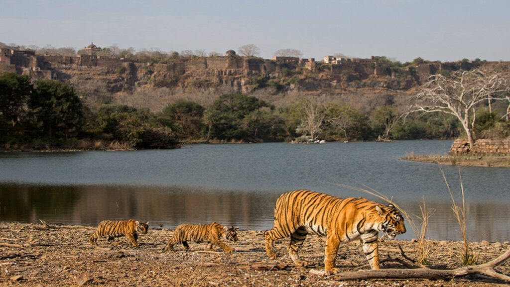 Tigers Near Water