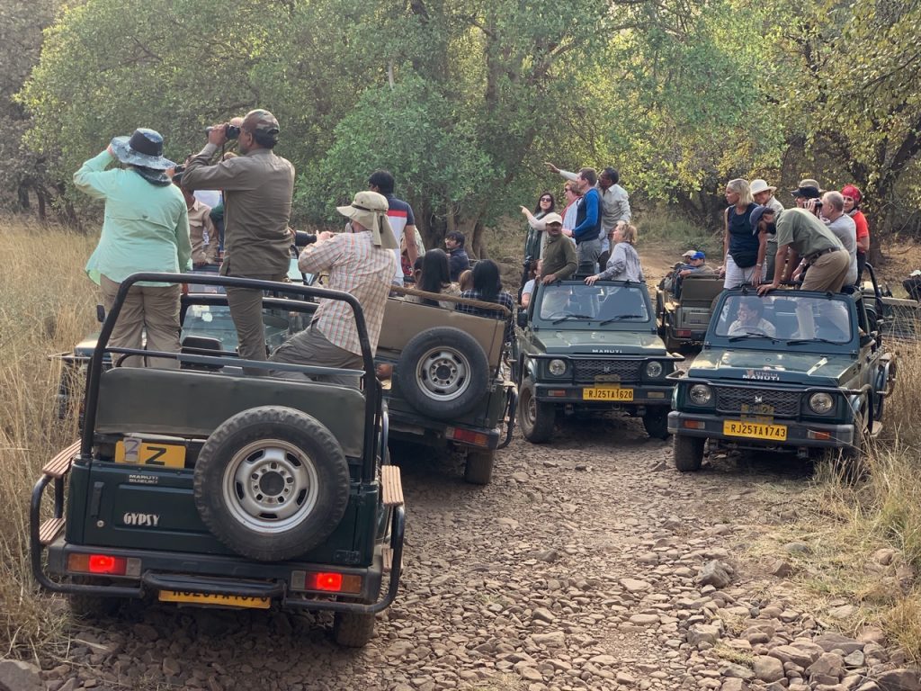 Safari Jeeps from Behind