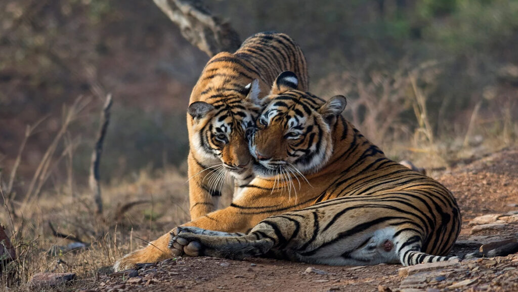 Tiger Lying Down